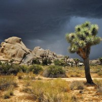 Joshua Tree National Park
