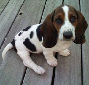 jrb-300x289-liz-puppy