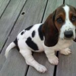 jrb-300x289-liz-puppy_slider