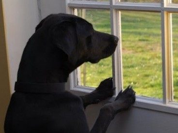 dog-window-slider