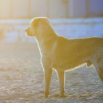 Labrodor on beach
