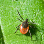 Tick. Photo courtesy Shutterstock.