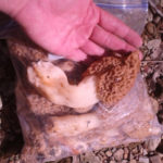 morel1