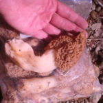 Morel mushroom found in southern Indiana. Courtesy of Jeremy St Clair.