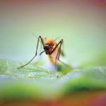 Mosquito