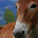 A mule on a ranch