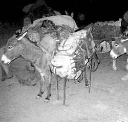 mules-for-afghan