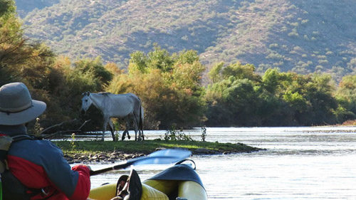 A mustang on the banks of a river.