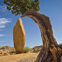 Joshua Tree