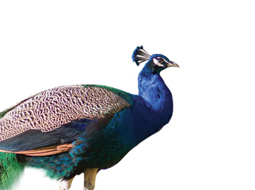 peacock
