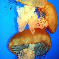 Ripley's Believe It or Not Aquarium