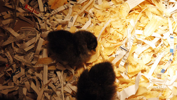 A one-day-old bantam Ameraucana chick sleeps under the warmth of a heat lamp. October 1, 2009. Photo by Josh Deckard.