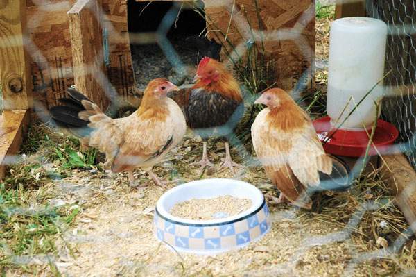 Two Old English hens and a rooster at Heavenly Springs Farms in Greencastle, Indiana, on October 1, 2009. Photo by Josh Deckard.