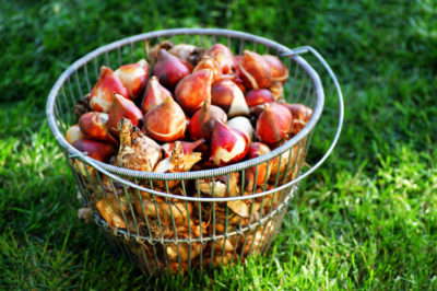 Saving Your Summer Bulbs The Saturday Evening Post