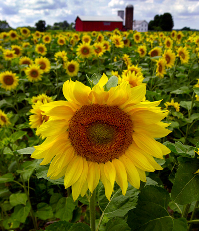 photo_face_of_america_sunflower.jpg