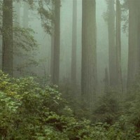 Redwood National Park