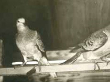 1896 photo of passenger pigeons