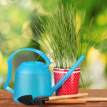 Potted Grass