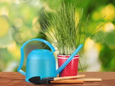 Potted Grass