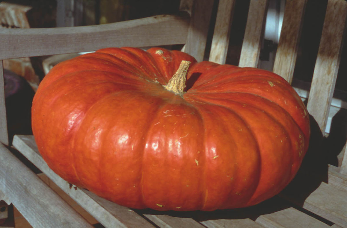 Cinderella Pumpkin The Saturday Evening Post
