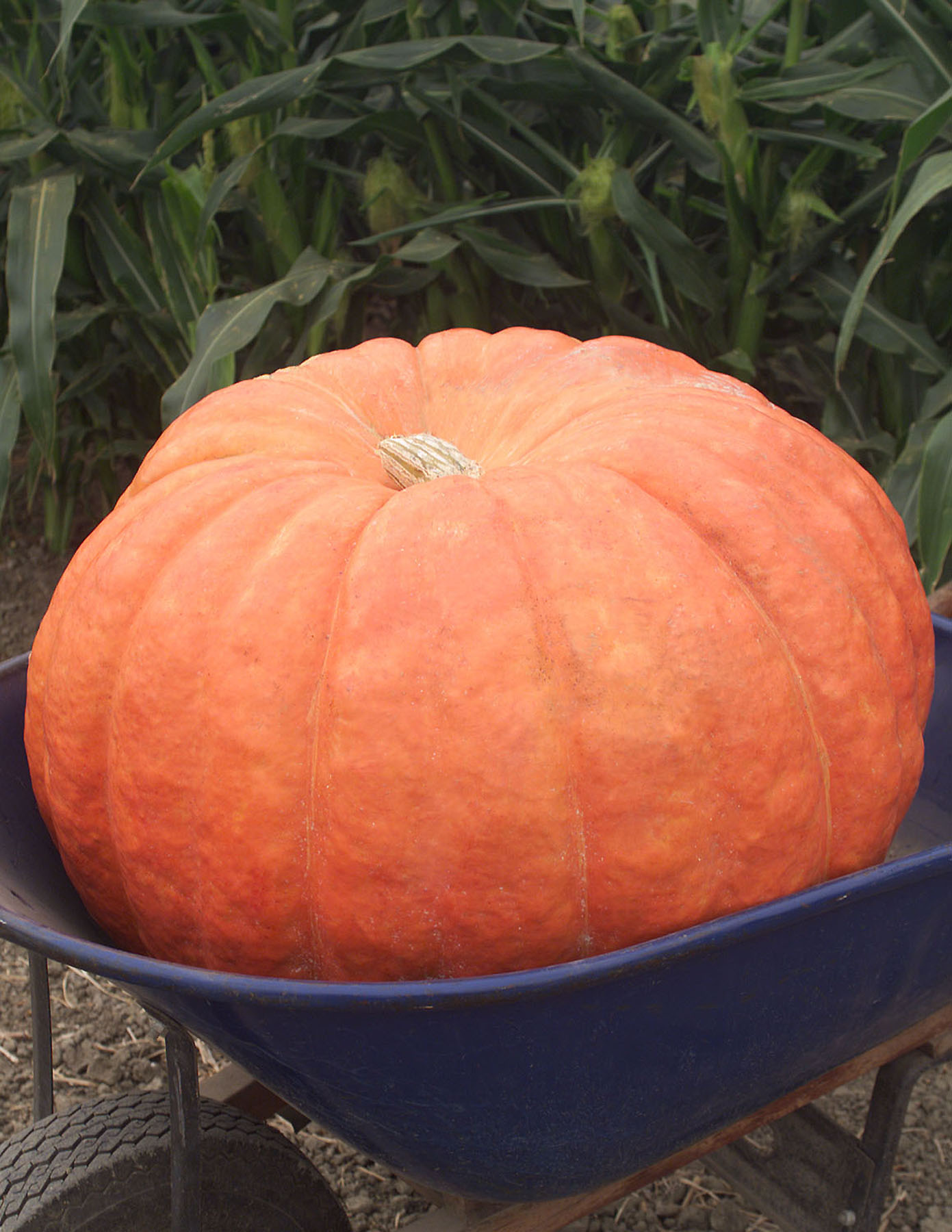 Wyatts Wonder Pumpkin. Courtesy of Renee's Garden, reneesgarden.com