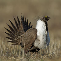 Sage Grouse