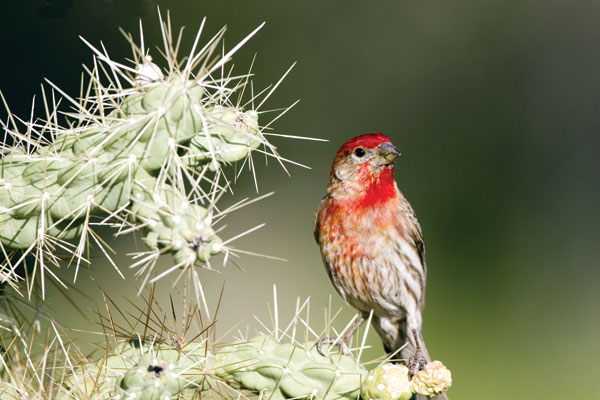 Arizona-Sonora Desert Museum