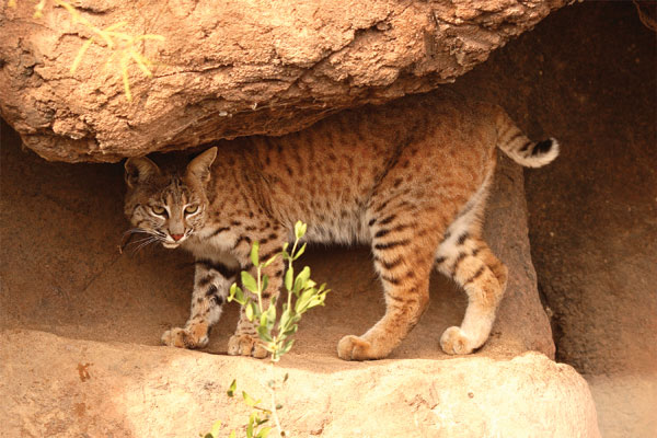Desert Animal