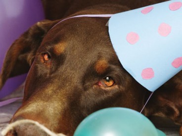 Dog wearing a hat on its birthday