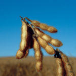 close up of a soybean plant in the field.
