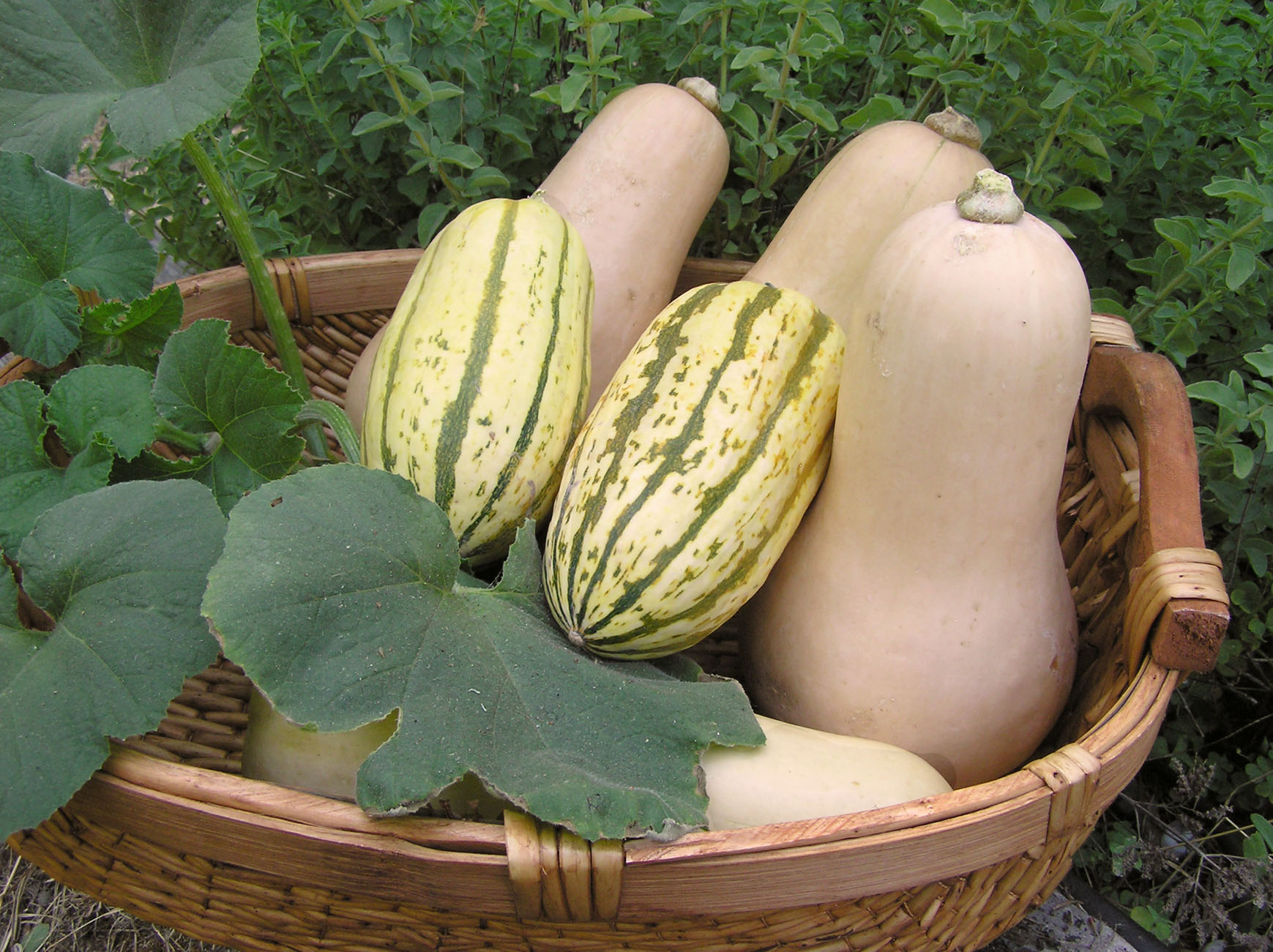 AntiPesto! Squishing Squash Vine Borer Sweet or Savory