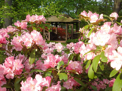 Courtesy Toledo Botanical Garden