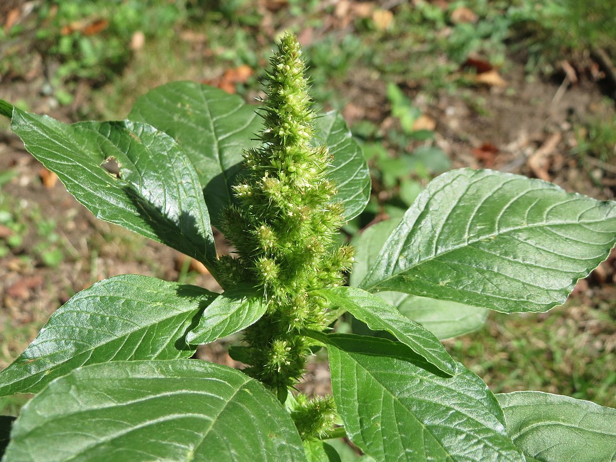 amaranthus retroflexus, amaranth