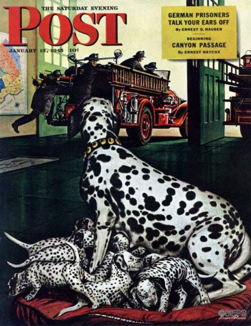 A dalmatian tends to her puppies while a fire truck speeds from the station