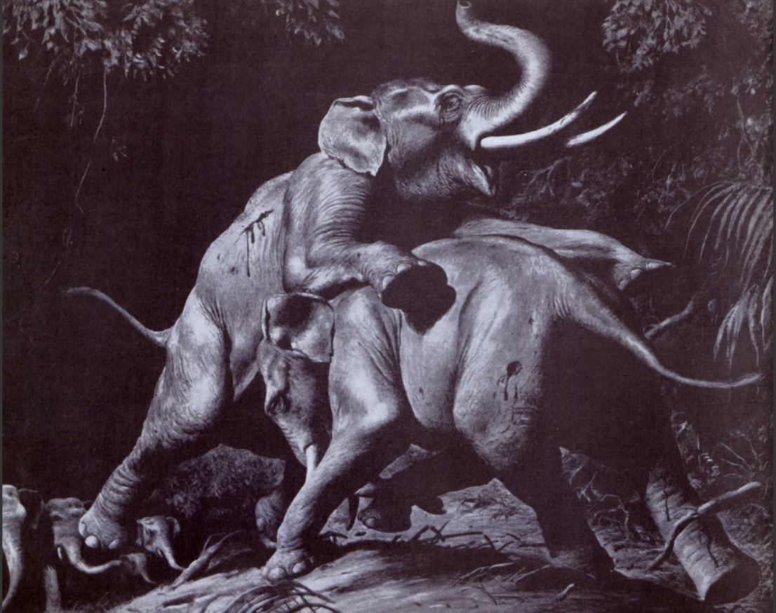 Illustration of two elephants fighting