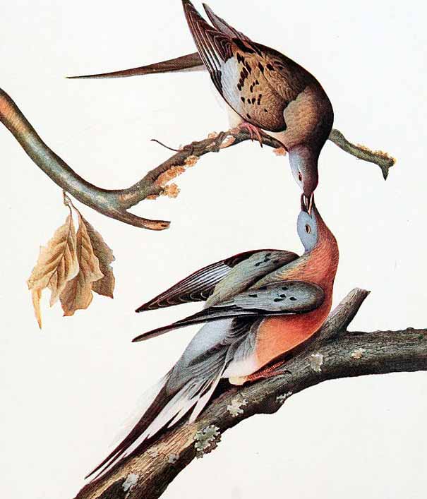 Passenger pigeons