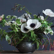 Anemone plant in a pot