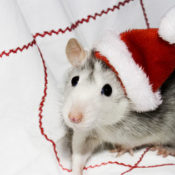 Mouse wearing a Santa hat.