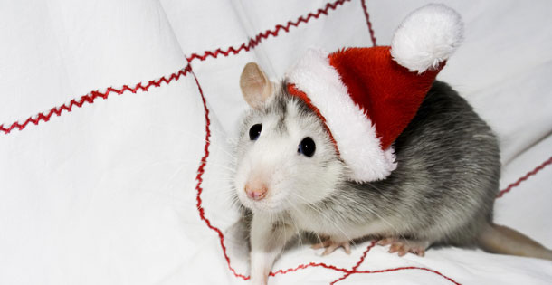 Image result for christmas mouse