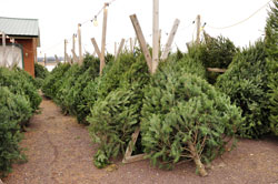 Christmas Trees for Sale