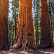 Man standing in front of a Redwood Tree