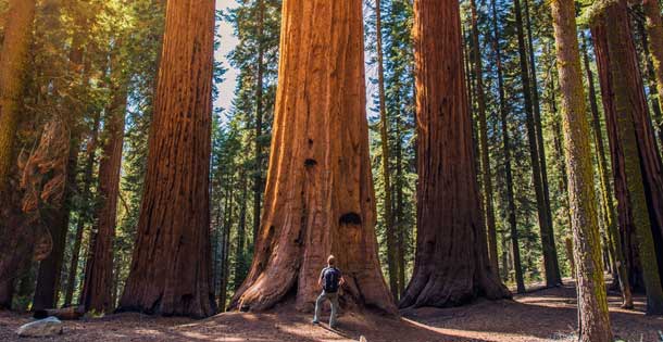 Man standing in front of a Redwood Tree