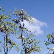 Birds in Trees