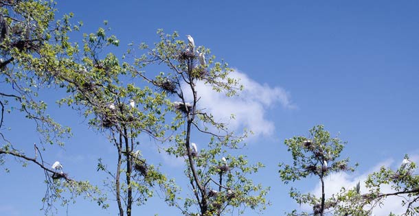 Birds in Trees