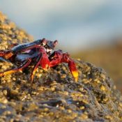 Atlantic Rock Crab on a rock