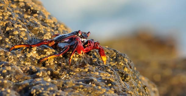 Atlantic Rock Crab on a rock