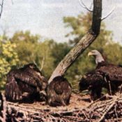 Bald Eagles in their nest