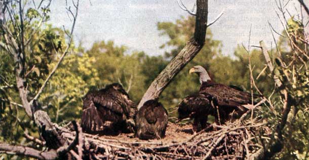 Bald Eagles in their nest