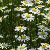 Daisies in a field