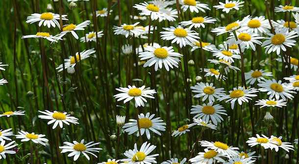 Daisies in a field